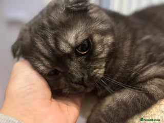 Scottish Fold cats Scottish fold - Advert 11