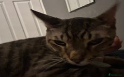 Savannah cats for sale: F4 savannah male  - Image 5