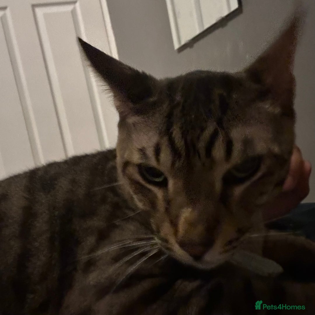 Savannah cats for sale: F4 savannah male  - Image 5