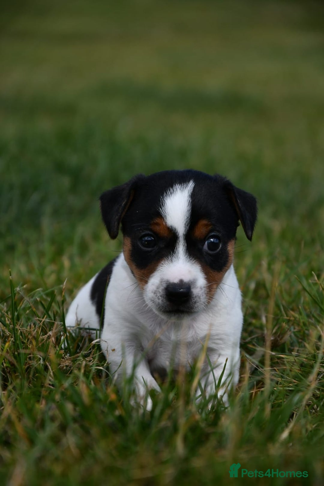 Jack Russell dogs for sale: Jack Russel puppies for sale  - Image 11