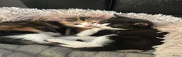 Mixed Breed cats for sale: Kittens for sale  - Advert 1