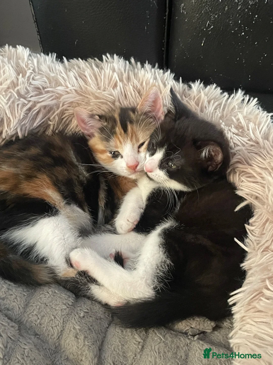 Mixed Breed cats for sale: Kittens for sale  - Advert 1