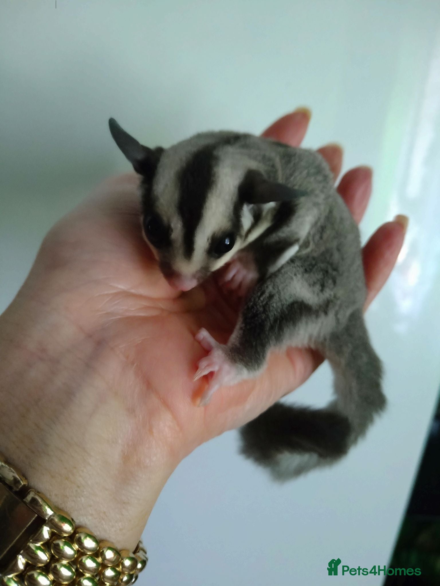 Sugar Glider rodents Stunning grey sugar gliders pair - Advert 9