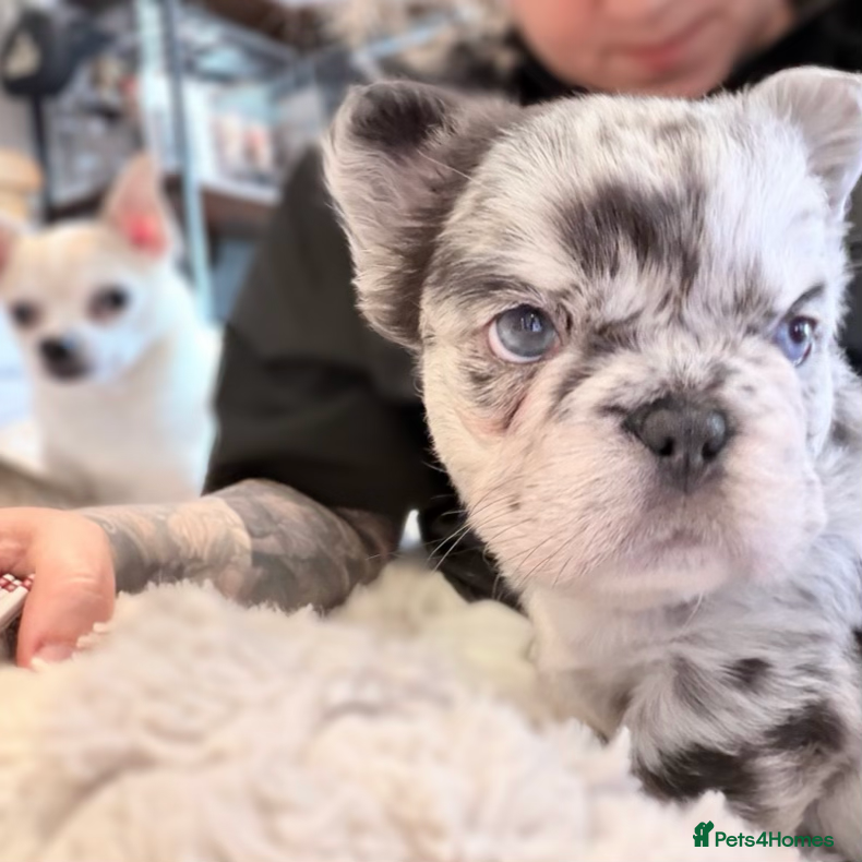 French Bulldog dogs READY TO LEAVE Fluffy Merle and Black Frenchies - Advert 2