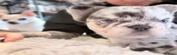 French Bulldog dogs for sale: LAST GIRL Fluffy Merle Frenchie - Advert 10