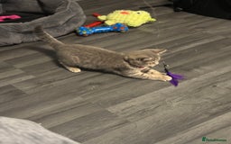 British Shorthair cats for sale:  Broadway Baby13w BritishShorthair,litter trained! - Image 7