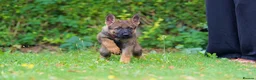 German Shepherd dogs for sale: German Shepherd puppies for sale!!! - Advert 18