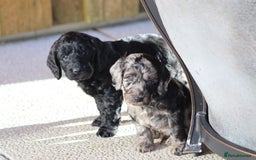 Cockapoo dogs for sale: F1 Cockapoo puppies for sale - Advert 3