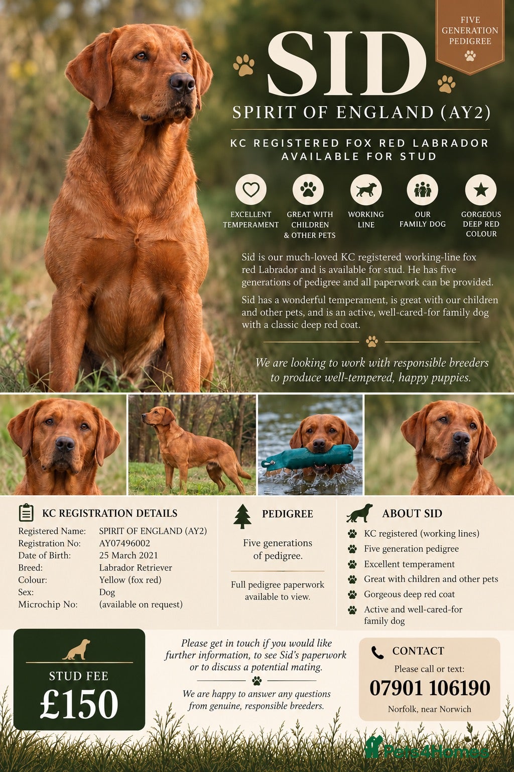 Labrador Retriever dogs Lovely Fox Red Lab for stud 🧡 - Advert 9