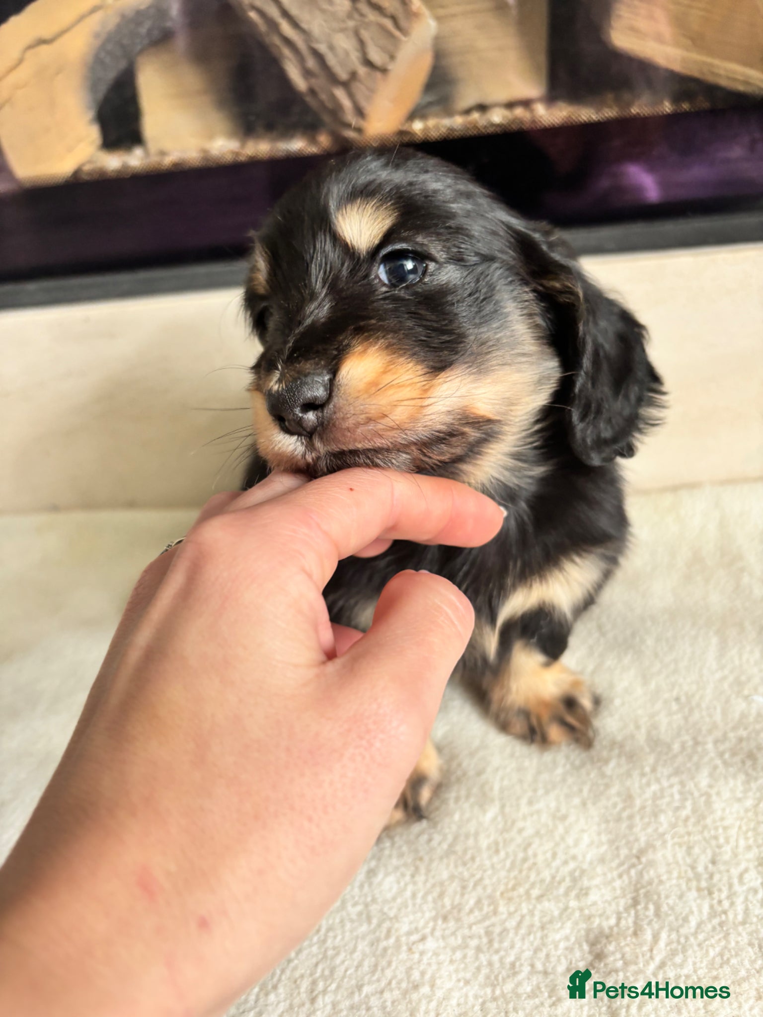 Miniature Dachshund dogs Beautiful Mini Dachshunds Puppies - Ready Soon   - Advert 1