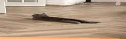 British Shorthair cats for sale: British shorthair Female kitten  - Advert 16