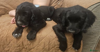 Sprocker dogs - Advert 5