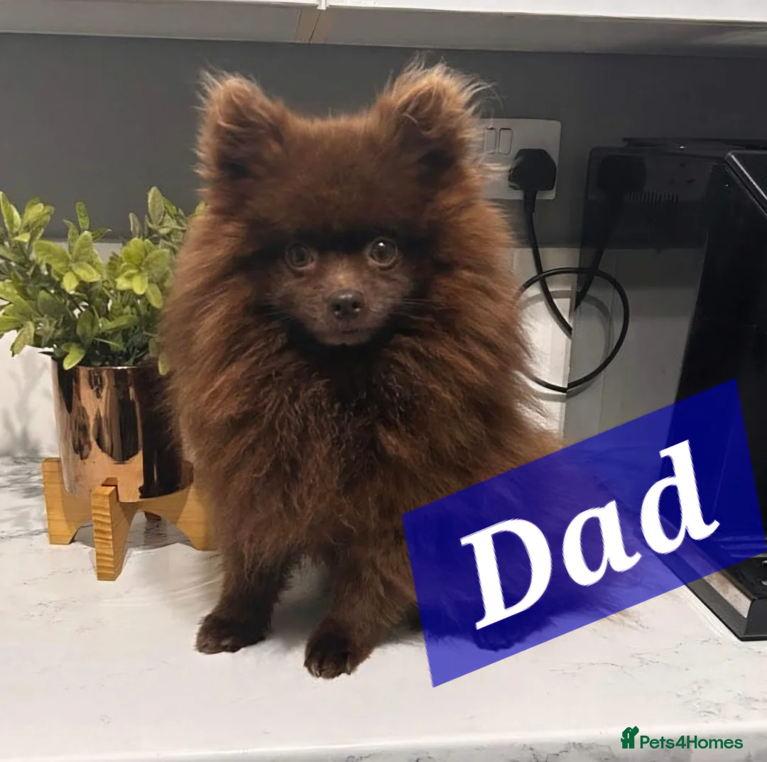 Pomeranian dogs for sale: Beautiful pomeranian puppies  - Advert 2