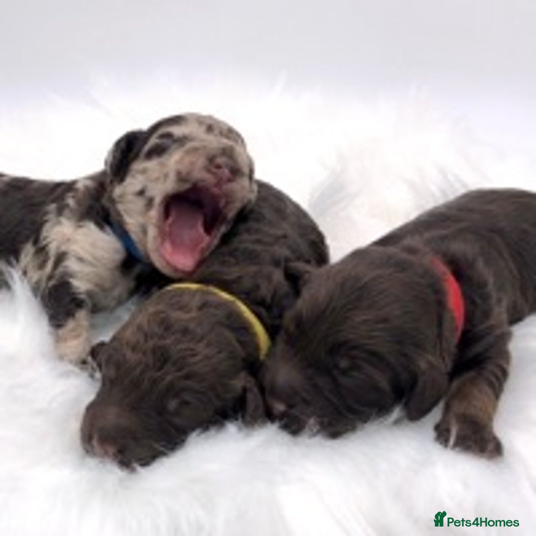 Toy Poodle dogs for stud: Percy KC Chocolate Phantom Toy Poodle Stud in Middlesbrough - Advert 10