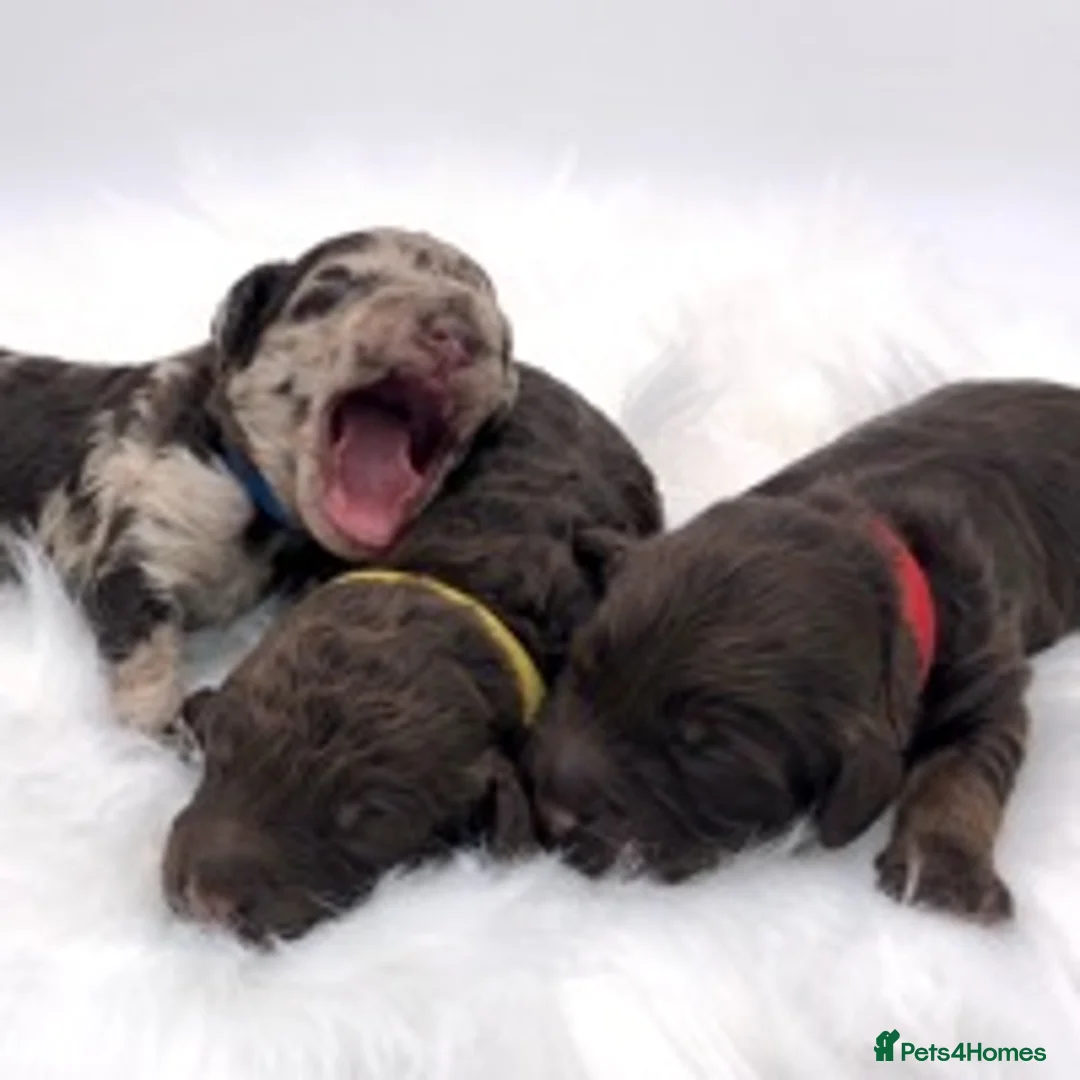 Toy Poodle dogs for stud: Percy KC Chocolate Phantom Toy Poodle Stud in Middlesbrough - Advert 10