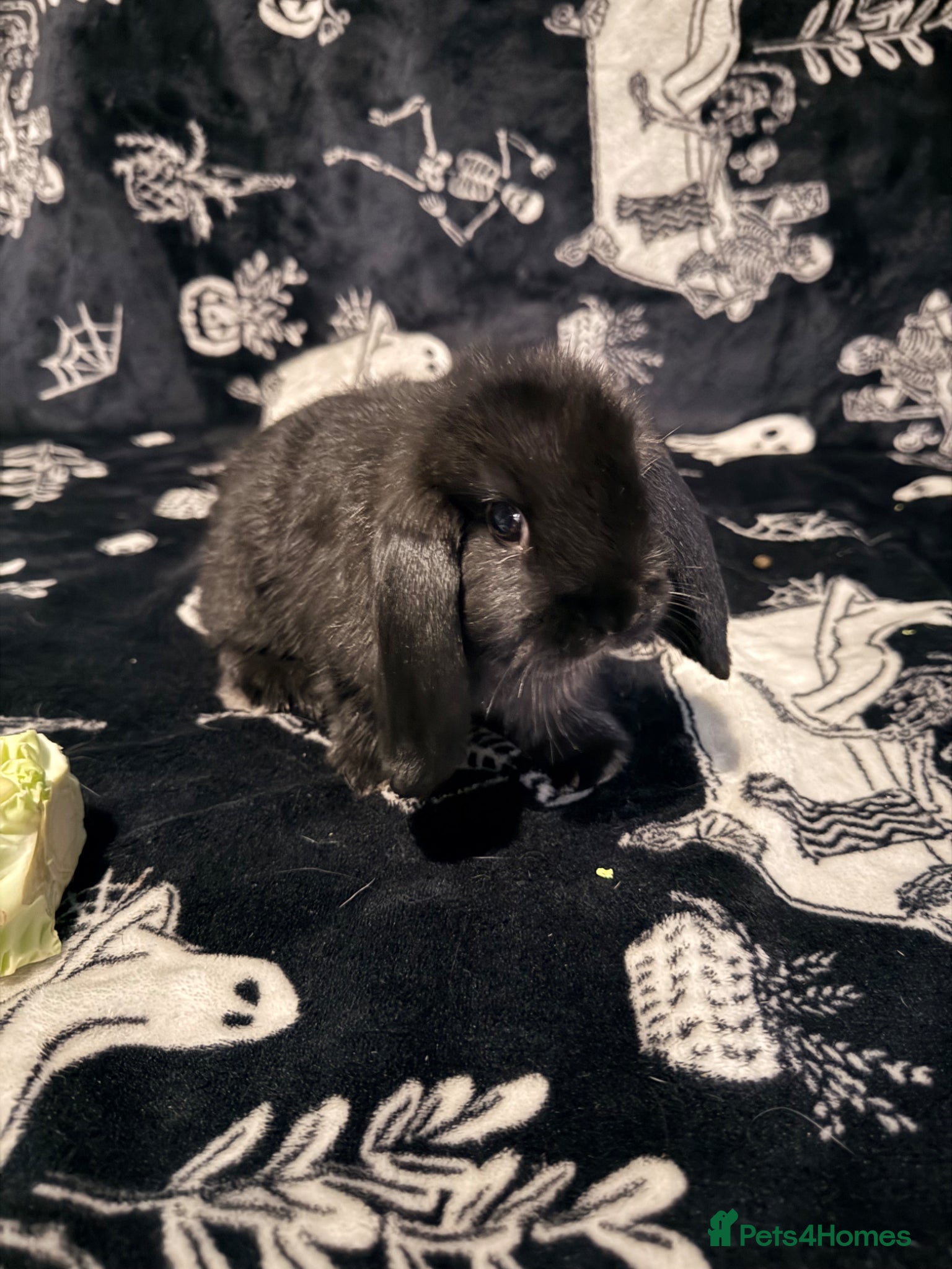 Mini Lop rabbits 1 beautiful mini lop left! - Advert 1
