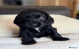 Cocker Spaniel dogs for sale: KC Reg Show cocker spaniel pups - Image 7