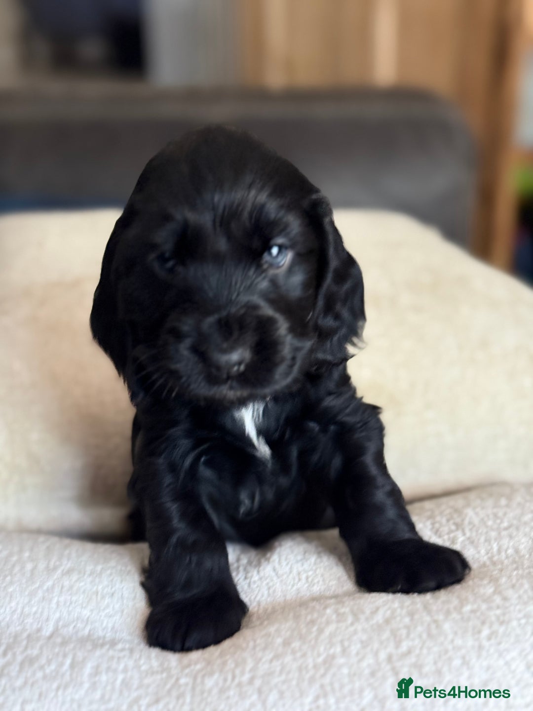 Cocker Spaniel dogs for sale: KC Reg Show cocker spaniel pups - Image 7
