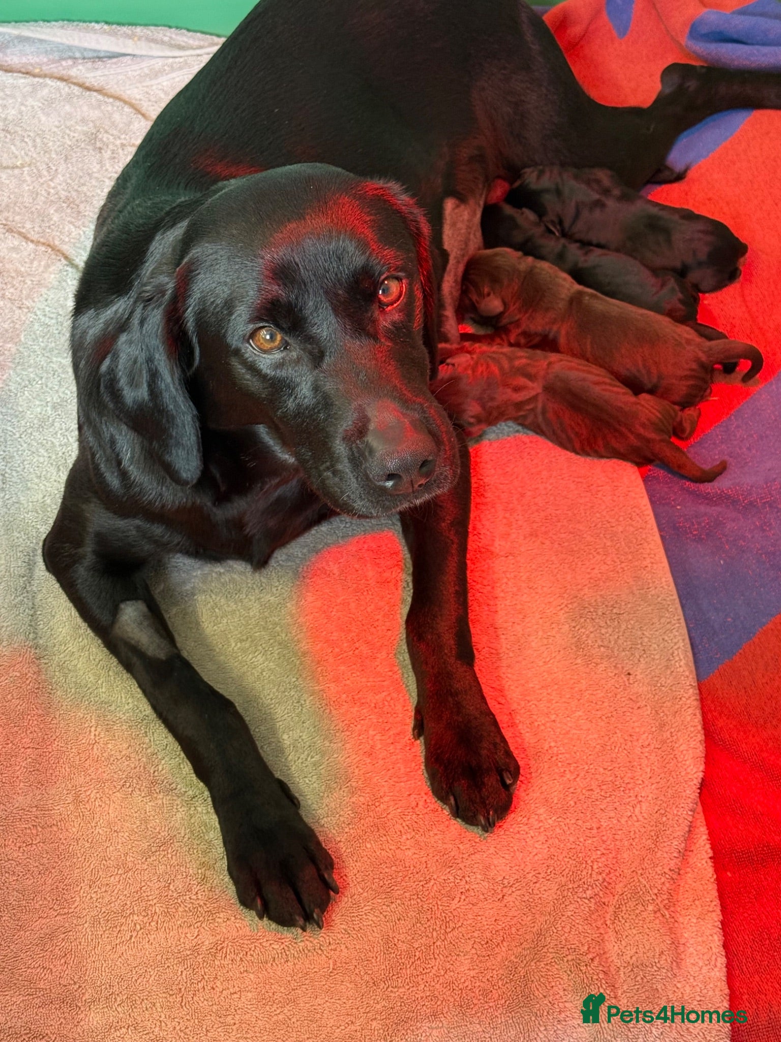 Labrador Retriever dogs Kc registered Labradors from 5⭐️ licensed breeder - Advert 1