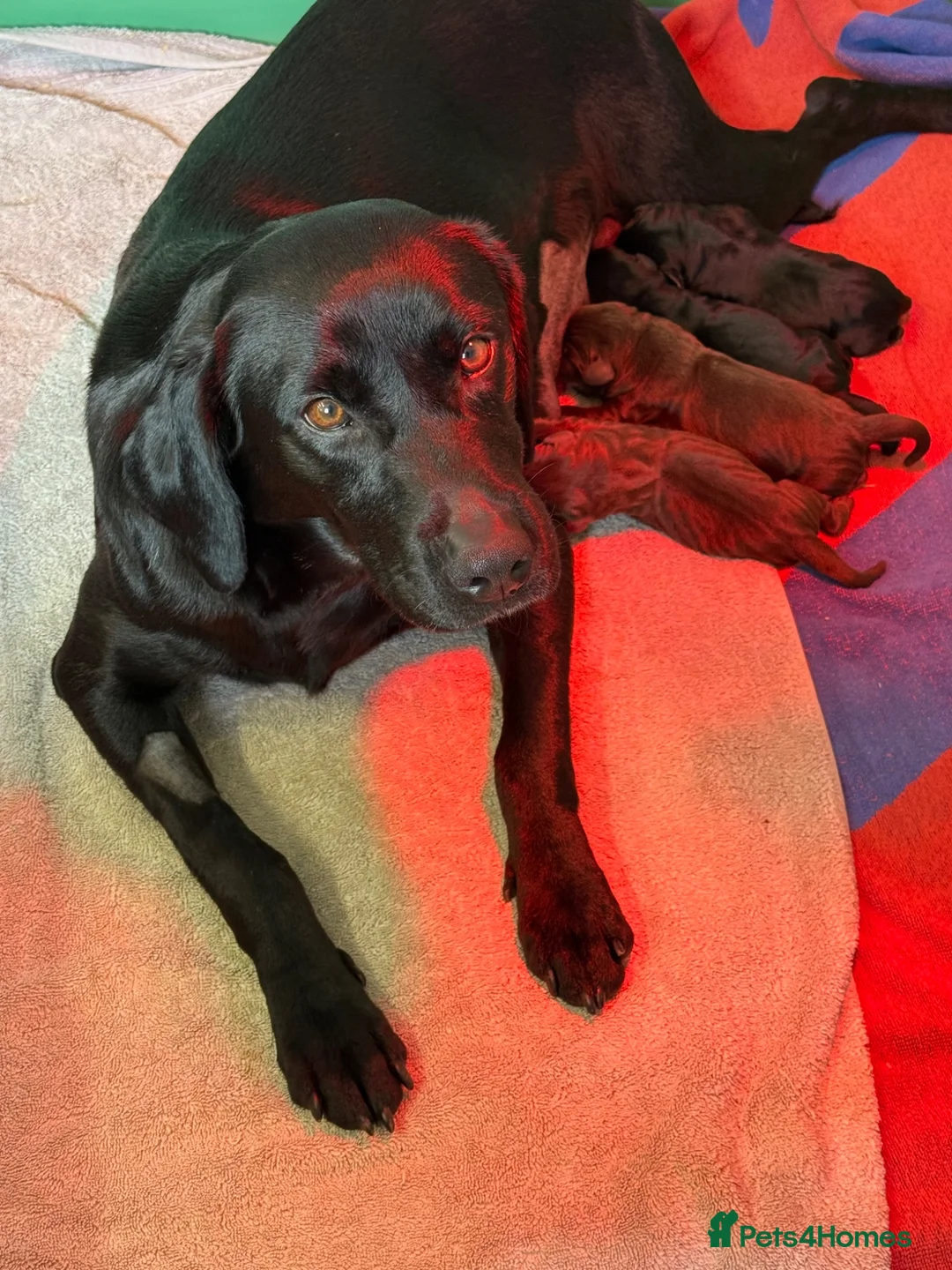Labrador Retriever dogs for sale: Kc registered Labradors from 5⭐️ licensed breeder - Advert 1