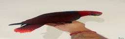 Parrots birds for sale: Hand reared Female Eclectus for sale  - Advert 3