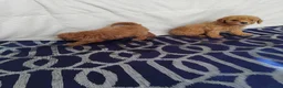 Cavapoo dogs for sale: Beautiful cavapoo puppies  - Advert 4