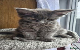 Maine Coon cats for sale: Little adorable kitten looking for new home  - Image 16