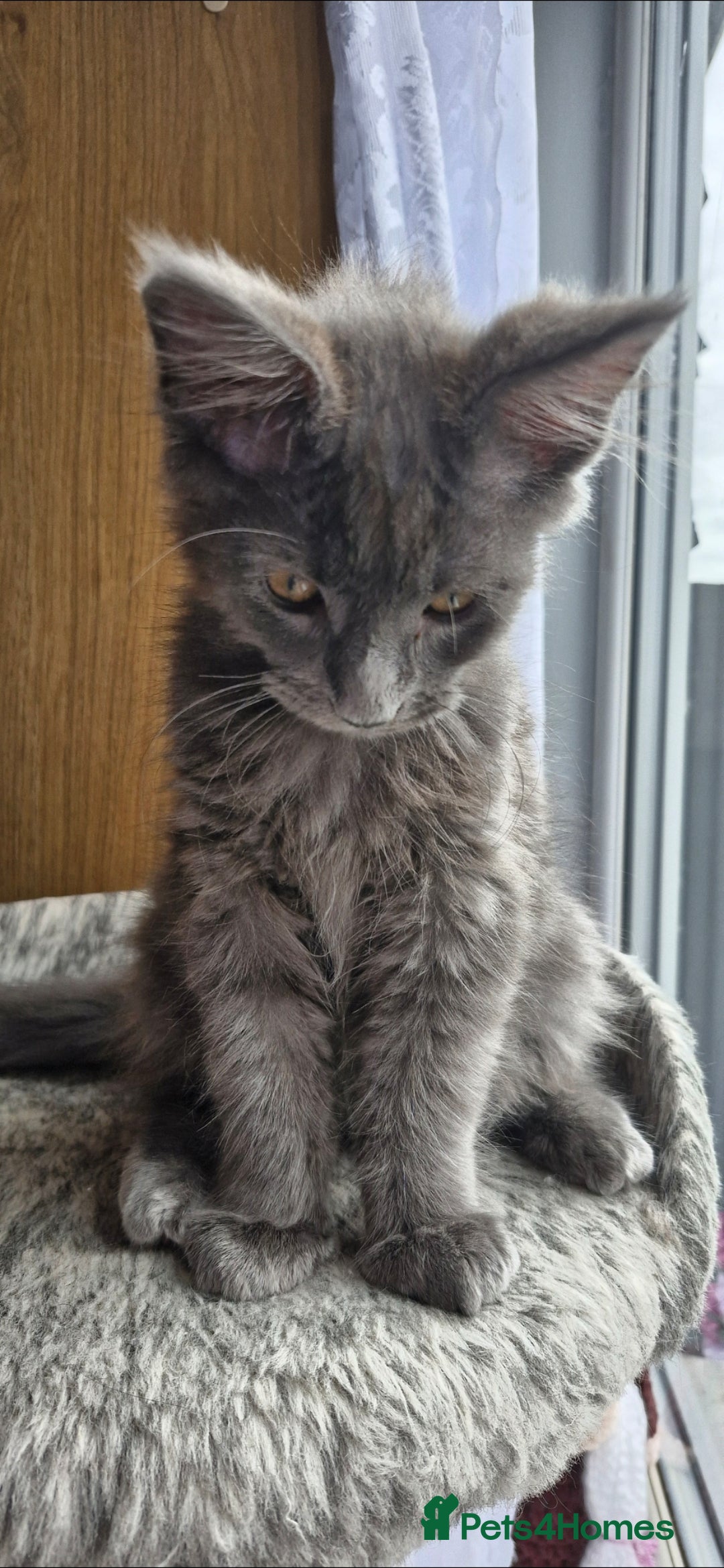 Maine Coon cats for sale: Little adorable kitten looking for new home  - Image 16