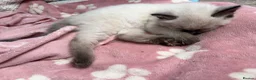Ragdoll cats for sale: ⭐️⭐️⭐️ pure ragdolls kitten ⭐️⭐️⭐️ in Oswestry - Advert 11