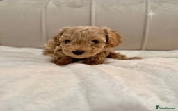 Cavapoochon dogs for sale: Premium Quality Teddy Toy Cavapoochons F1B - Advert 26