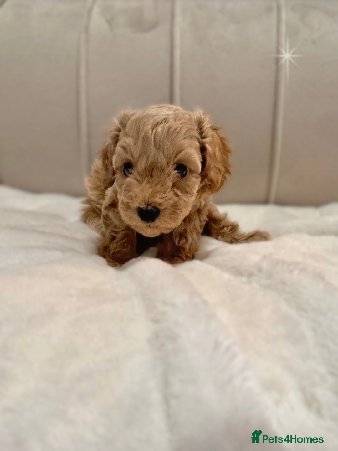 Cavapoochon dogs for sale: Premium Quality Teddy Toy Cavapoochons F1B - Advert 26