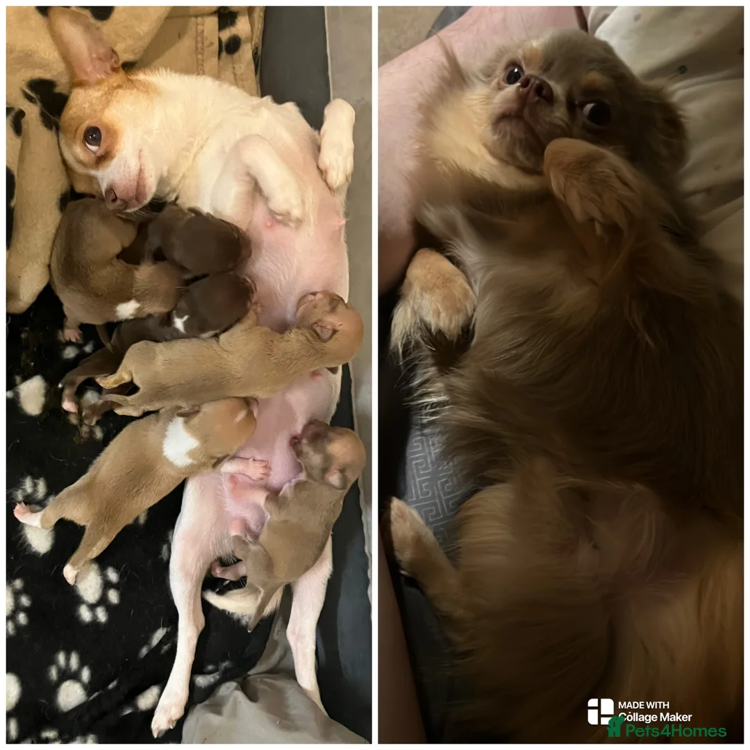 Chihuahua dogs for sale: Last chihuahua puppy REDUCED  - Advert 2