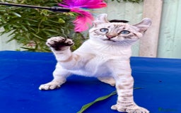 Keetso cats for sale: Wild looking polydactyl curled eared snow leopard  - Image 39