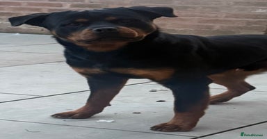 Mixed Breed dogs - Advert 3