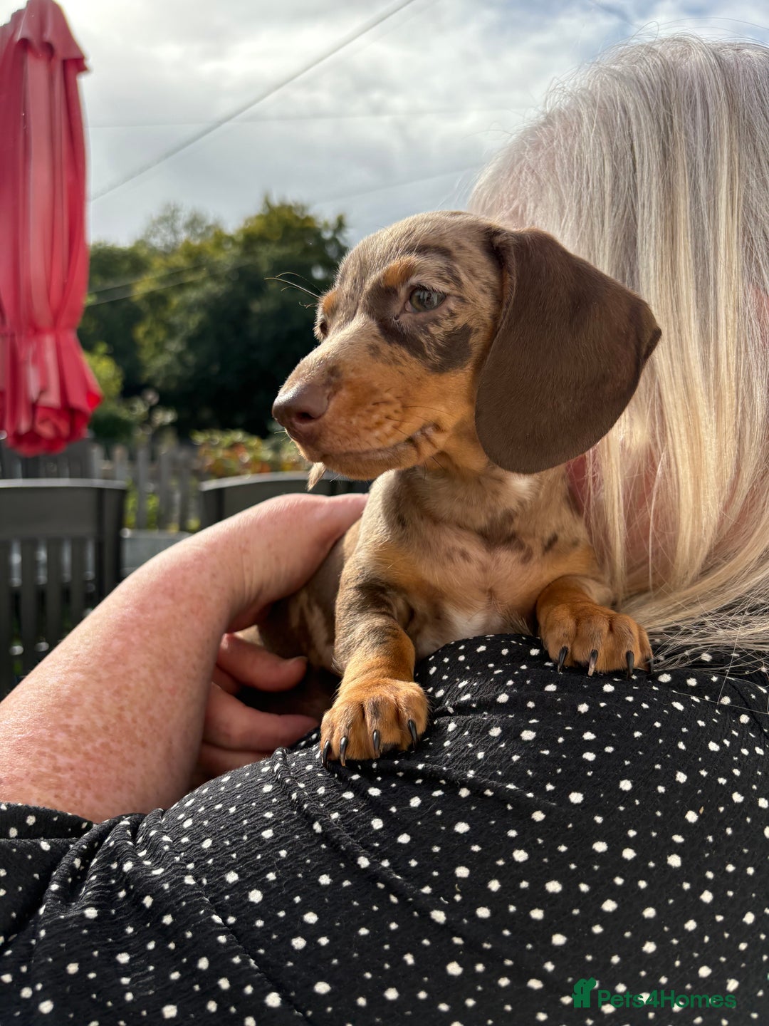 Miniature Dachshund dogs for sale: *READY NOW! 2 STUNNING KC REG MINI DACHSHUND BOYS* - Image 31