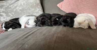 Mini Lop rabbits - Advert 3