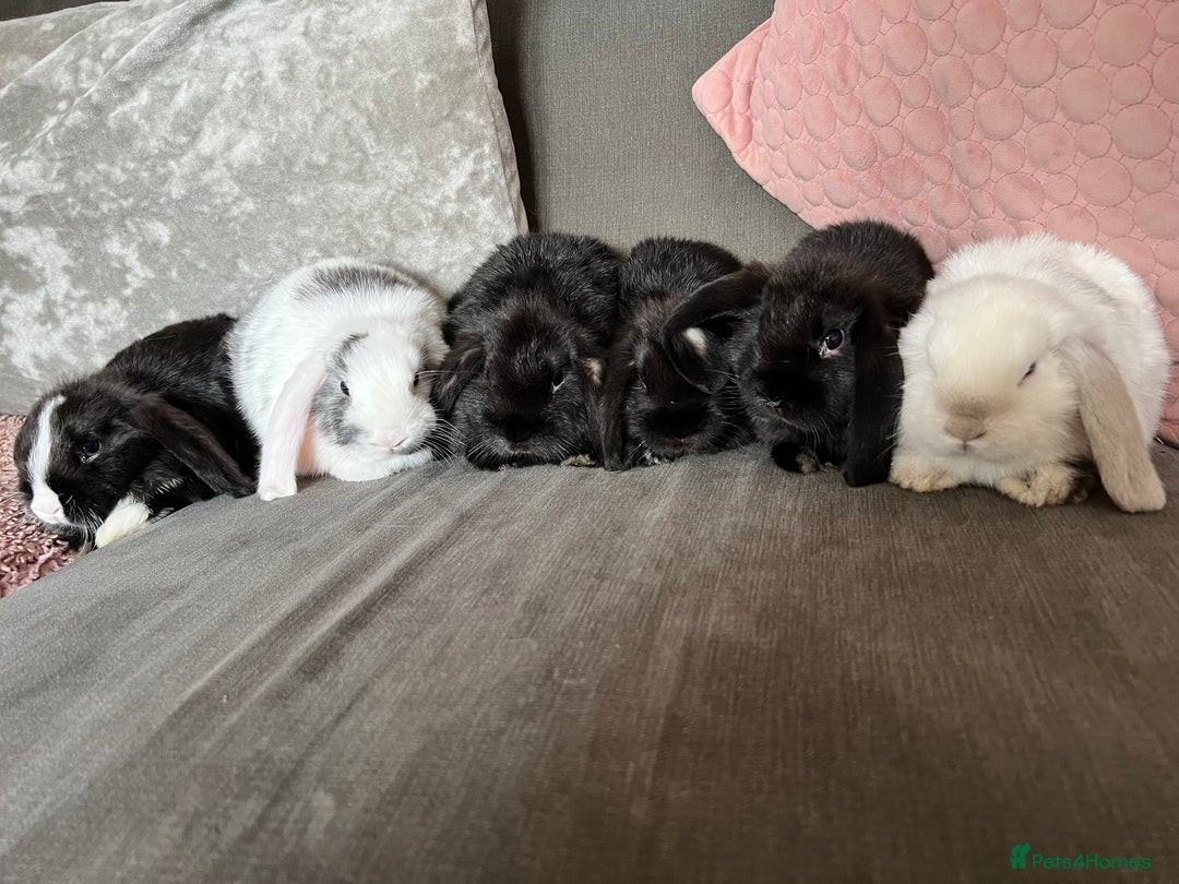 Mini Lop rabbits for sale: Beautiful mini lop rabbits for sale - Image 2