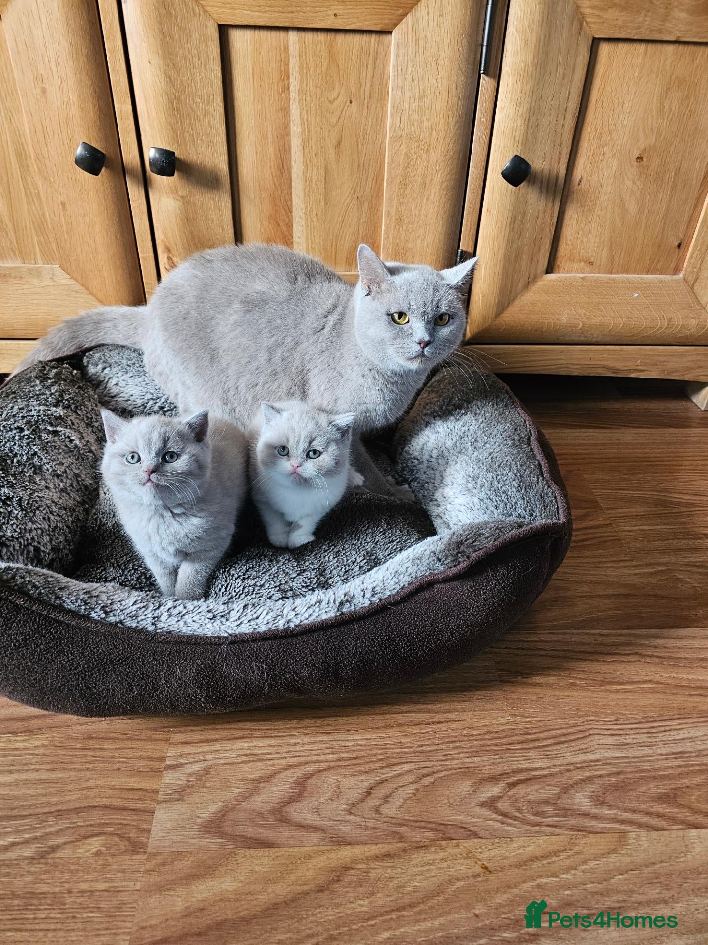 British Shorthair cats British shorthair kittens for reservations.  - Advert 1