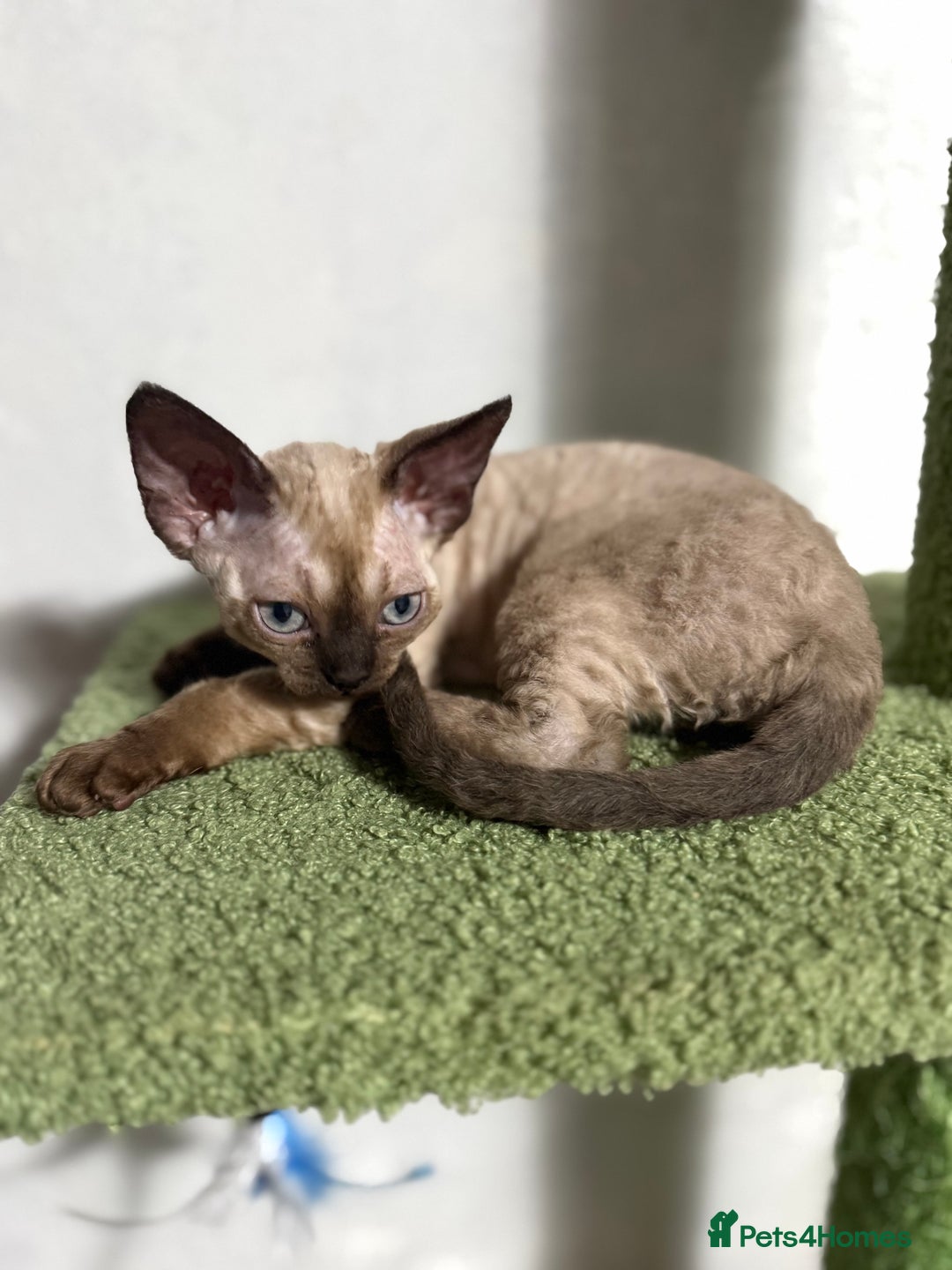 Devon Rex cats for sale: 😍😍😍 3 girls registered GCCF😍😍😍 - Advert 1