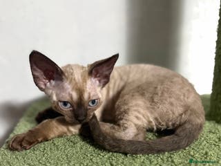 Devon Rex cats 😍😍😍 3 girls registered GCCF😍😍😍 - Advert 13