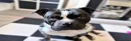 American Bully dogs for sale: Pocket bully  in Nottingham - Advert 1