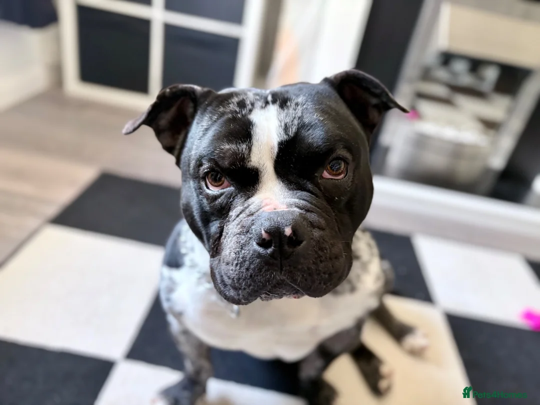 American Bully dogs for sale: Pocket bully  in Nottingham - Advert 1