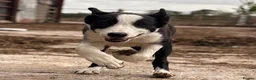 Border Collie dogs for sale: ONE REMAINING - Female Border Collie Puppies - Advert 11