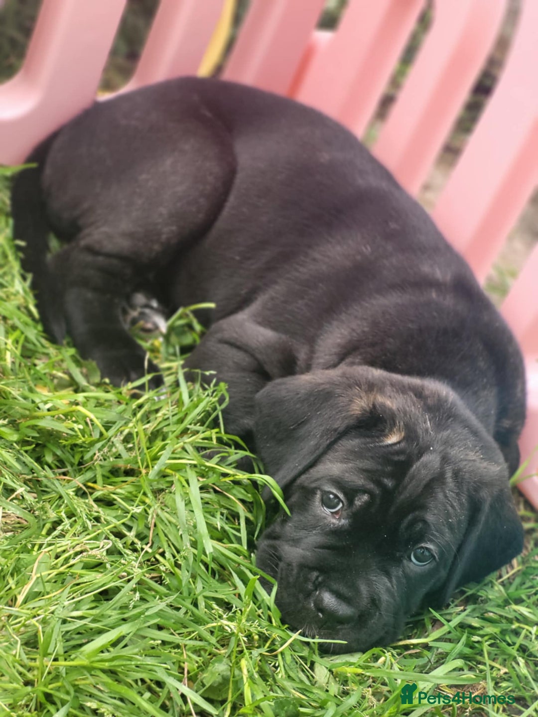 Cane Corso dogs for sale: 3 gorgeous male cane corso pups - Image 2