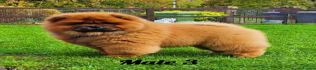 Chow Chow Puppy 3