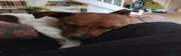 Jack Russell dogs for sale: Beautiful jack Russell puppies  in Bridgwater - Advert 23