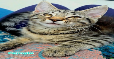 Mixed Breed cats - Advert 12