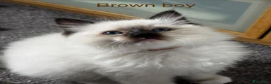 Brown Boy