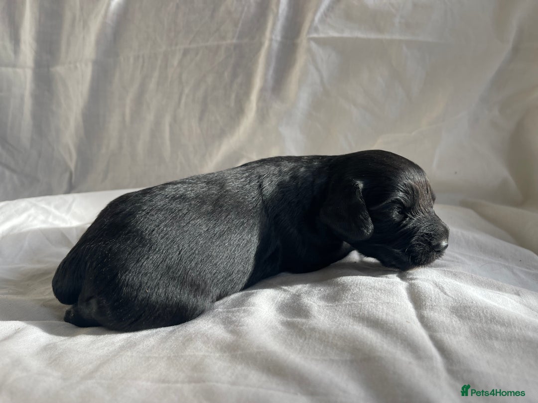 Cocker Spaniel dogs for sale: Cocker Spaniel puppies - Advert 10