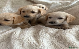 Golden Retriever dogs for sale: Golden retriever puppy Available 🐶🐾🦴  - Image 38